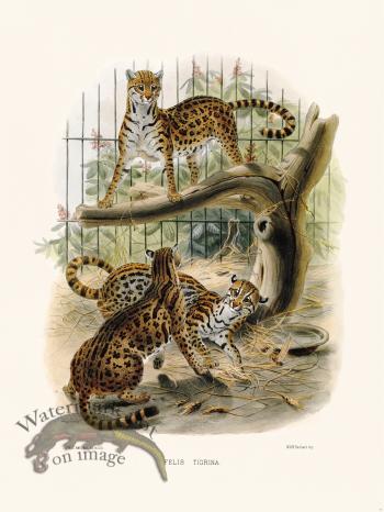 Elliot Cat 19 at Tiger